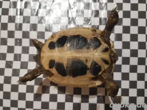 Babys von kleinwüchsigen Griechischen Landschildkröten Herci, Weibchen, T.h. hercegovinensis Bild 5