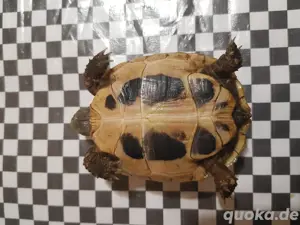 Babys von kleinwüchsigen Griechischen Landschildkröten Herci, Weibchen, T.h. hercegovinensis Bild 2