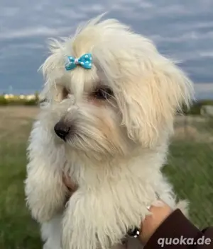 Maltipoo Welpe