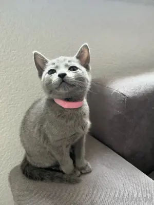 Reinrassige Russisch Blau Kitten 