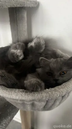 Britisch Langhaar Katze
