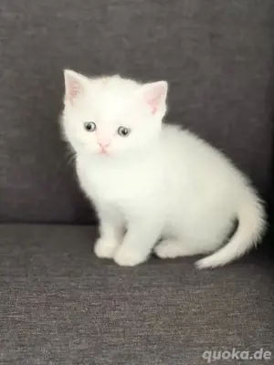 BKH Kitten reinraßig