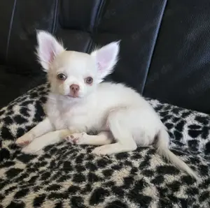 Verkaufe: Ein verschmusten Langhaar Chihuahua Rüde ist noch zu haben.