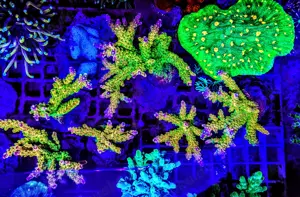 A. echinata, LPS, SPS,Pink lady,Goniopora, Korallen, Ableger,crazy t.,Acropora