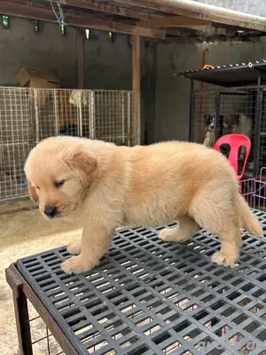 Golden-Retriever-Welpen WhatsApp: (15510055069)