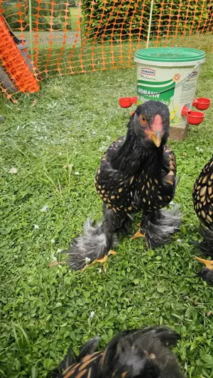 Brahma Hahn   Olivleger Hahn