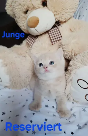 BKH Katzenbabys  Bild 4