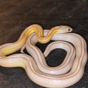 Kornnatter 0.1 Ultramel Anery Tessera Motley het.Dilute Hypo sunkissed poss.het.Lavender