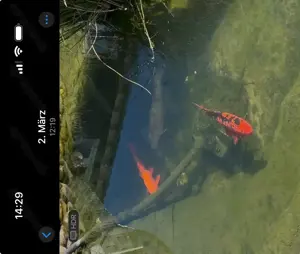 Teichaufgabe Koi abzugeben