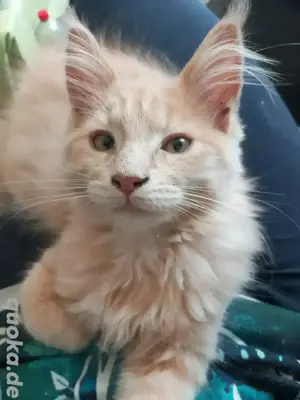 Maine Coon