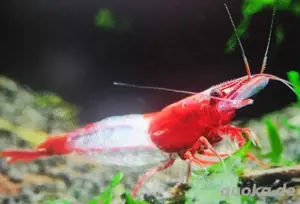 Red Rili Garnele - Neocaridina -Red Rili Garnelen - Algenfresser
