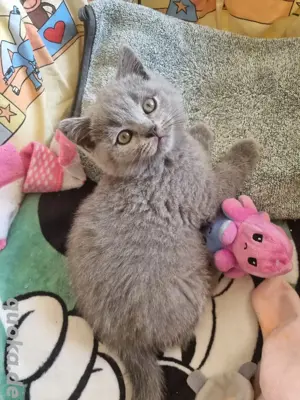 Britisch Kurzhaar Kitten Bkh sucht 