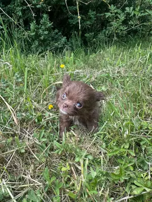 Süßer Chihuahua Welpe sucht als letztes sein Traum zuhause