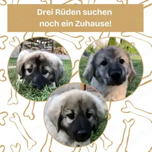 3 Sarplaninac-Welpen suchen ein neues Zuhause (Hirtenhund, Herdenschutzhund, Schäferhund)