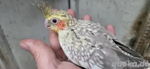 Nestjunge Nymphensittichr