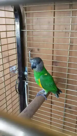 Senegalpapageihenne