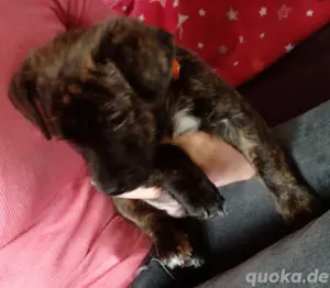 Mischling Welpe sucht zuhause 