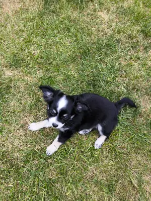Wunderschöner Chihuahua Welpe langhaar 
