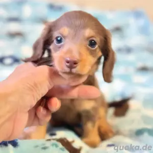 Dackelwelpen 