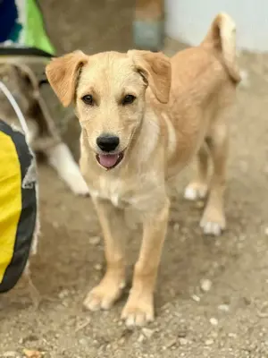 Die kleine Blümchen möchte Familienhund werden 
