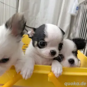 Wunderschöne männliche und weibliche Chihuahua-Welpen suchen ein neues Zuhause.