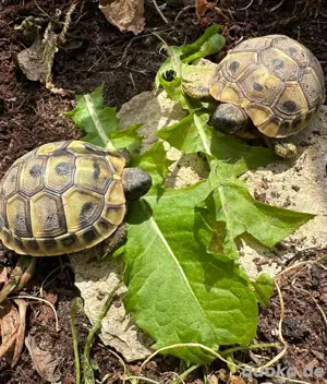 Griechische Landschildkröte THB Nachzucht