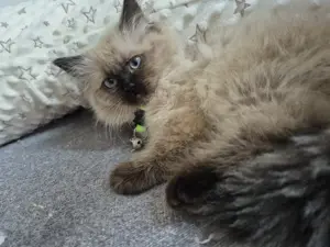 Noch 2 Perser Birma Kater