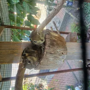 Baumstreifen Hörnchen Hannover