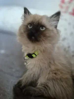 Ein Perser Birma Kater sucht noch