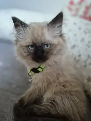Perser Heilige Birma Kater