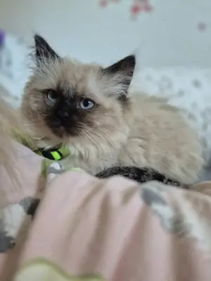 Perser Heilige Birma Kitten