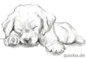Wurfankündigung Reinrassige Labradorwelpen 