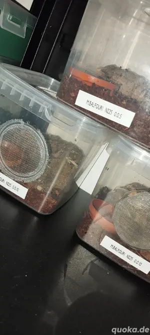 Monocentropus Balfouri abzugeben Vogelspinne 