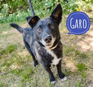 Garo, gutmütiger Traumhund