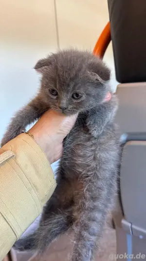 hauskatzen