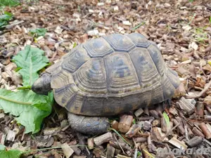 Maurische Landschildkröte Weibchen groß T. g. terrestris