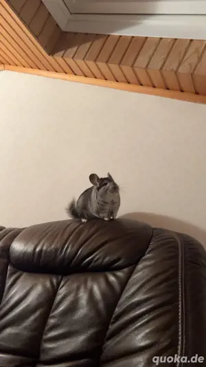 Handzahmes Chinchilla böckchen 