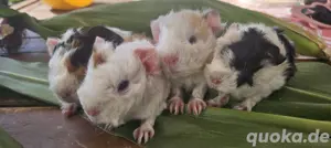 Meerschweinchen Lunkarya