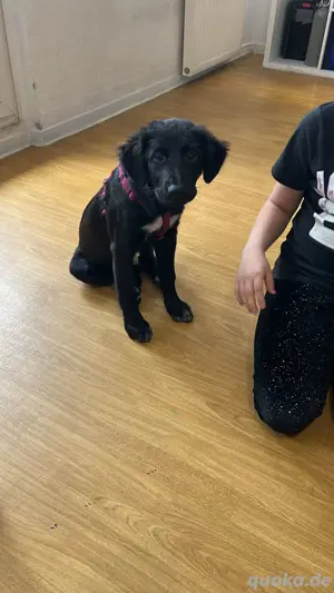 Labrador Schäferhund Mischling 