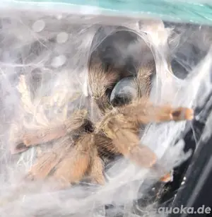 0.1 Psalmopoeus pulcher