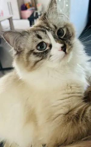 BKHxRagdoll Mädchen mit blauen Augen 