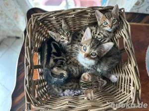 3 Bengal-Mix Kätzchen zu verkaufen   