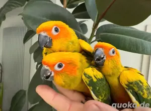 Sonnensittich Aratinga Sittich Papagei Weibchen