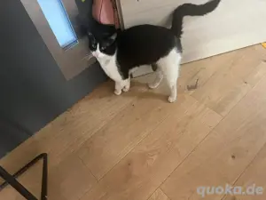 kater schwarz weis 