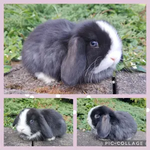 Zwergwidder Baby Häsin Mini Lop Minilop Zwergkaninchen Kaninchen Hase