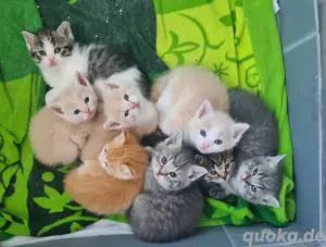 BKH Kitten Reinrassig 