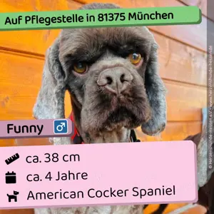 Funny - verschmust, sozial, lieb