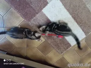 Schicke Bengal Kitten Bild 2