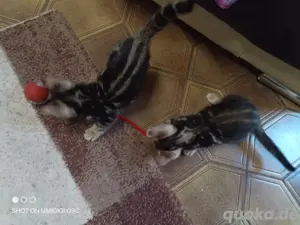 Schicke Bengal Kitten Bild 1