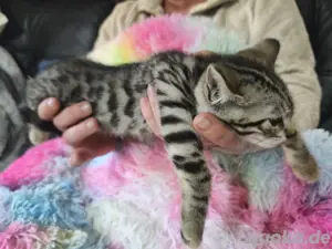 Schicke Bengal Kitten Bild 6